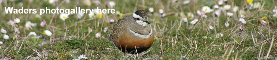Waders of the Outer Hebrides Photogallery